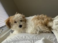 Bichonpoo Puppies for sale in Hackensack, NJ, USA. price: NA