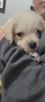 Bichonpoo Puppies for sale in Denton, TX, USA. price: NA