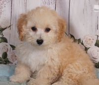 Bichonpoo Puppies for sale in State College, PA, USA. price: NA