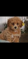 Bichonpoo Puppies for sale in State College, PA, USA. price: NA