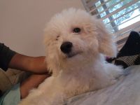 Bichonpoo Puppies for sale in Conroe, TX, USA. price: NA
