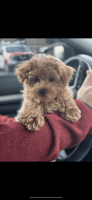Bichonpoo Puppies for sale in Philadelphia, PA, USA. price: NA