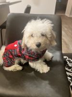 Bichonpoo Puppies for sale in Wilson, NC, USA. price: NA