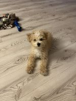 Bichonpoo Puppies for sale in Coconut Creek, FL, USA. price: NA