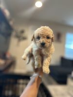 Bichonpoo Puppies for sale in Washington, DC, USA. price: $1,800