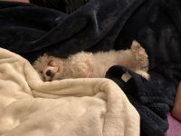 Bichonpoo Puppies for sale in Rock Hill, SC, USA. price: $2,500