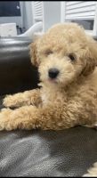 Bichonpoo Puppies for sale in Boston, MA, USA. price: $2,500