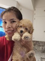 Bichonpoo Puppies for sale in Grapevine, Texas. price: NA