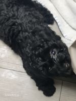 Bichonpoo Puppies for sale in Akron, Ohio. price: $650
