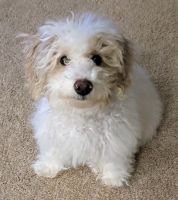 Bichonpoo Puppies for sale in Ashland, OH 44805, USA. price: $600