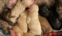 Bichonpoo Puppies for sale in Chesterfield, Virginia. price: $1,200