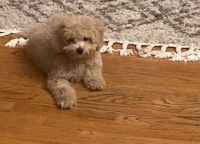 Bichonpoo Puppies for sale in Rego Park, New York. price: $2,500