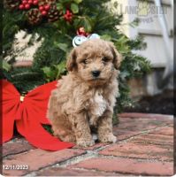 Bichonpoo Puppies for sale in Bronx, New York. price: $1,000