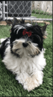 Biewer Puppies for sale in Oceanside, CA, USA. price: NA