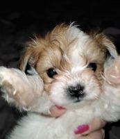 Biewer Puppies for sale in Orlando, FL, USA. price: NA