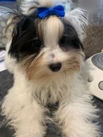 Biewer Puppies for sale in Long Beach, NY, USA. price: NA