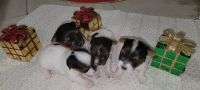 Biewer Puppies for sale in 15805 SW 197th Ave, Miami, FL 33187, USA. price: NA