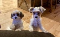Biewer Puppies for sale in Southbury, CT 06488, USA. price: NA