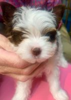 Biewer Puppies for sale in Long Beach, NY, USA. price: $350,000