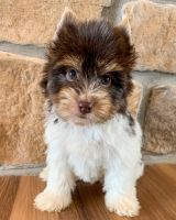 Biewer Puppies for sale in Winslow, Arkansas. price: $1,800