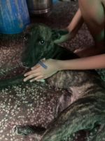 Billy Puppies for sale in Agra, Uttar Pradesh, India. price: 5000 INR