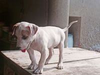Billy Puppies for sale in Rohtak, Haryana, India. price: 8500 INR