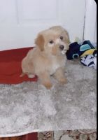 Billy Puppies for sale in Falls Church, VA, USA. price: NA