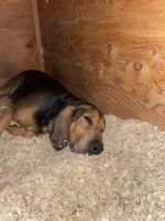 Black and Tan Coonhound Puppies for sale in 36 E 1450 N, Orem, UT 84057, USA. price: NA