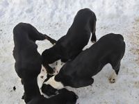 Black and Tan Coonhound Puppies for sale in Colrain, MA, USA. price: NA