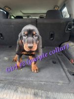 Black and Tan Coonhound Puppies for sale in Gladwin, MI 48624, USA. price: NA