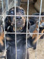 Black and Tan Coonhound Puppies for sale in Carlisle, KY 40311, USA. price: NA