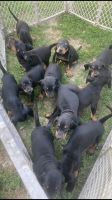 Black and Tan Coonhound Puppies for sale in Seymour, IN 47274, USA. price: NA