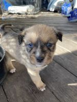 Black and Tan Terrier Puppies for sale in Humble, TX, USA. price: NA