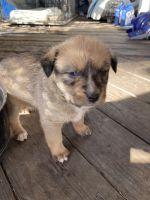 Black and Tan Terrier Puppies Photos