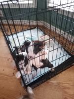 Black and Tan Terrier Puppies for sale in Fenton, MI, USA. price: $900