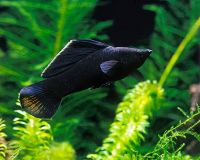 Black Molly Fishes for sale in Panagar, South Civil Lines, Jabalpur, Madhya Pradesh 482001, India. price: 40 INR