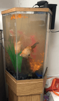 Black Moor Goldfish Fishes Photos