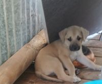 Black Mouth Cur Puppies for sale in George West, TX 78022, USA. price: NA