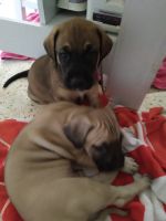 Black Mouth Cur Puppies for sale in Seminole, FL 33772, USA. price: NA