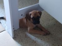 Black Mouth Cur Puppies for sale in Seminole, FL 33772, USA. price: NA