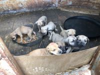 Black Mouth Cur Puppies for sale in Jonesboro, TX 76538, USA. price: NA