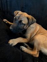 Black Mouth Cur Puppies for sale in Polk City, FL 33868, USA. price: NA