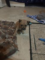 Black Mouth Cur Puppies Photos