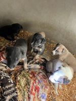 Black Mouth Cur Puppies for sale in Burns, Oregon. price: $150