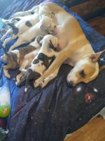 Black Mouth Cur Puppies for sale in London, Kentucky. price: $50