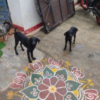 Black Norwegian Elkhound Puppies for sale in Shamshabad, Hyderabad, Telangana 501218, India. price: 4 INR
