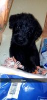Black Russian Terrier Puppies for sale in Mesquite, TX 75181, USA. price: NA