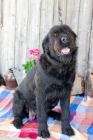 Black Russian Terrier Puppies for sale in Shelbyville, IL 62565, USA. price: NA