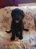 Black Russian Terrier Puppies Photos