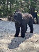 Black Russian Terrier Puppies for sale in Glen Head, NY, USA. price: NA